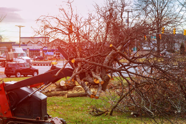 Tree and Shrub Care in North Augusta, SC